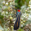 Veined Ctenucha, Day-Flying Moth