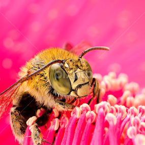 Bee or not to Bee by Percy Photography - Animals Insects & Spiders