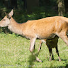 Red Deer hind