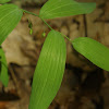 Smooth Solomon's Seal