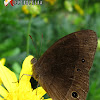Bush Brown Butterfly