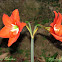 April flower (Amyrilis lily)