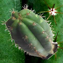 Magic Plants, Herbs