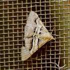 Digrammia moth