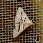 Digrammia moth