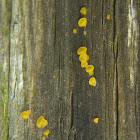 Unknown Fungus