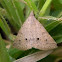 noctuid moth