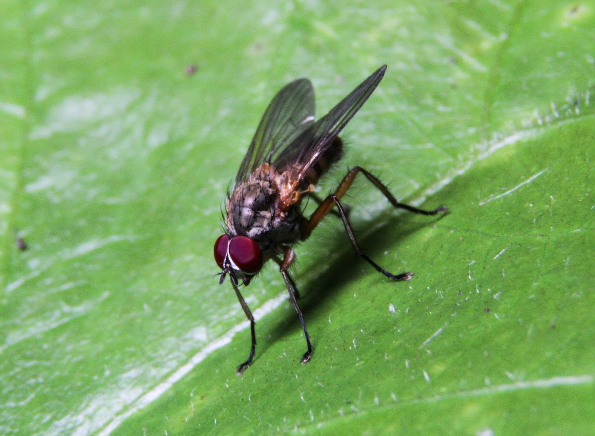 Tachinidae Fly