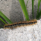 Eastern tent caterpillar