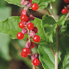 Pigeonberry or Rouge Plant