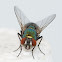 house fly pest
