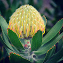 "Yellow Bird" - Pin Cushion Protea