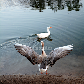 will u be my valentine... by Vatsal Patel - Animals Birds