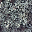 Liquen crustáceo escamoso / Lichen squamulose