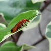 Common red soldier beetle,Escaravelho