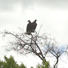 Black vulture