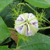 Passion Flower (unbloomed)