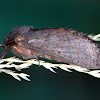Swift Moth (Female)