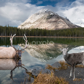 Wildlife reflections at Buller Pond. by Alan Crosthwaite - Animals Other Mammals