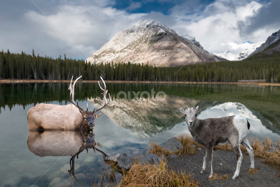 Wildlife reflections at Buller Pond. by Alan Crosthwaite - Animals Other Mammals