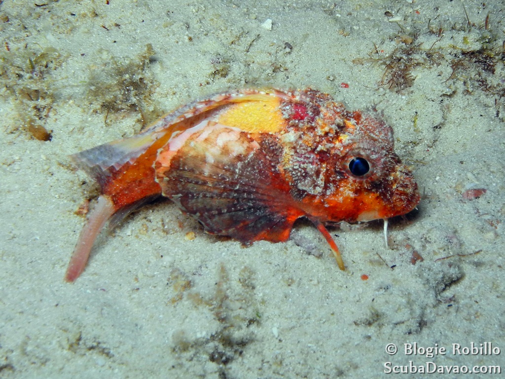 Painted Stingfish (juvenile)