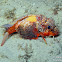 Painted Stingfish (juvenile)