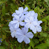 Plumbago