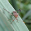 Western Leaf-footed Bug