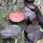 Red and purple fungus