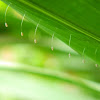 lacewing eggs.