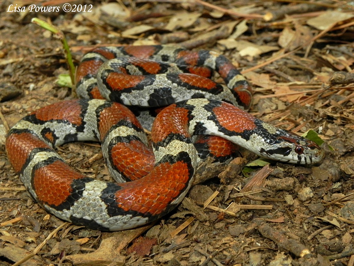 Red x Eastern milk snake