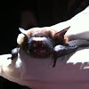 Big Brown Bat