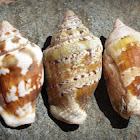 Variable Strombs - Conches