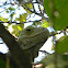 Iguana - Green Iguana