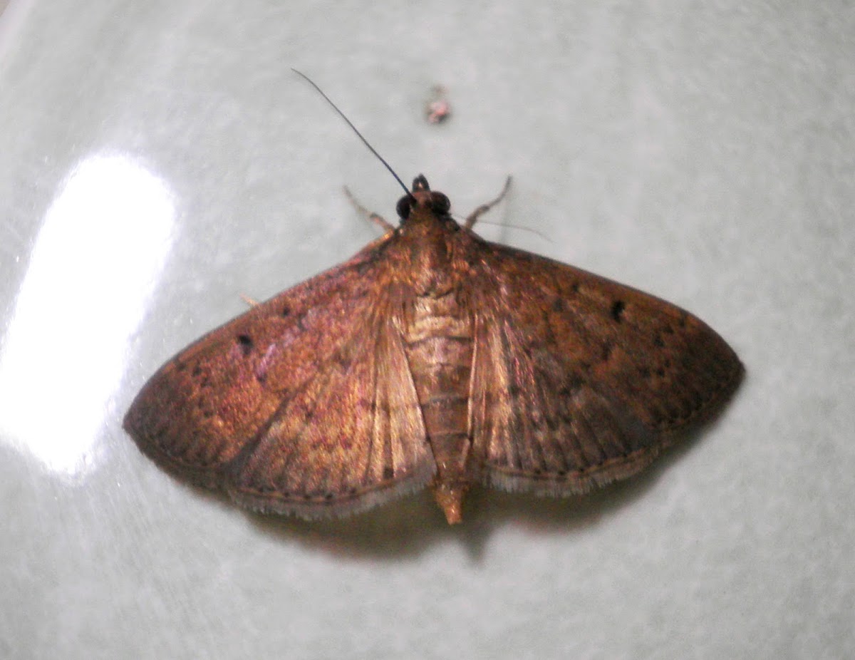 sod weburorm moth