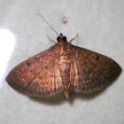 sod weburorm moth