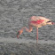   Lesser Flamingo