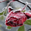 Frozen Rose Live Wallpaper