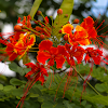 Poinciana