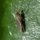 Non-biting midge (female)