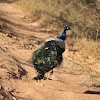 Indian peafowl