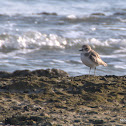 Greater Sand Plover