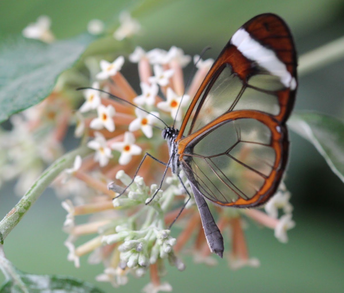 Glasswinged butterfly
