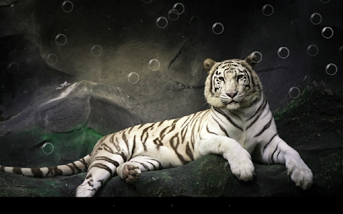 Tiger Live Wallpaper - screenshot thumbnail