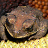 spectacled toad