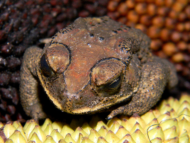 spectacled toad