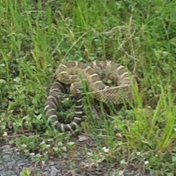 Western Rattlesnake Or Northern Pacific Rattlesnake. | Project Noah