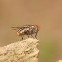 unknown blowfly