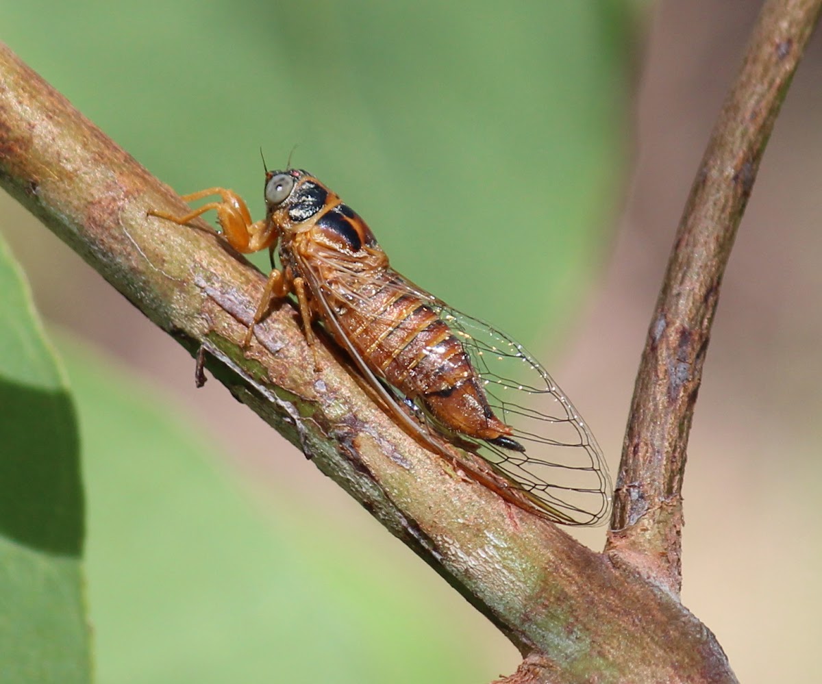 Bark Squeaker Cicada