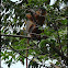Western Red Colobus Monkey